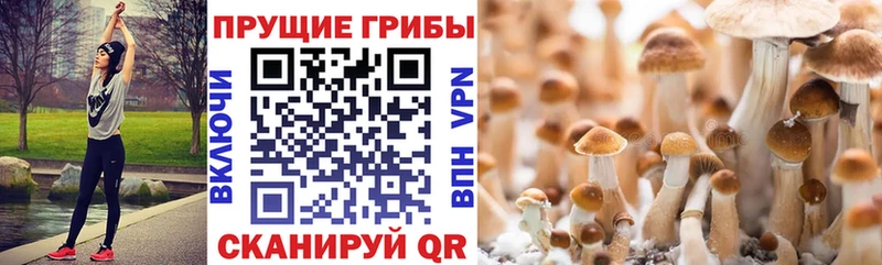 Псилоцибиновые грибы мицелий  купить  сайты  Тогучин 